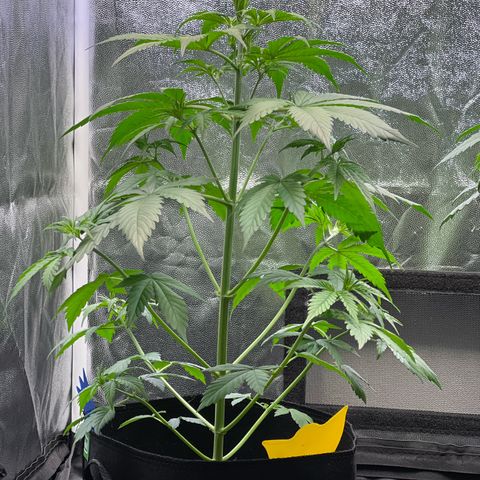 Cookies Gelato Automatic growlog timeline photo