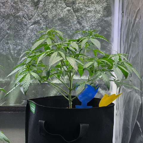 Special Queen #1 growlog timeline photo