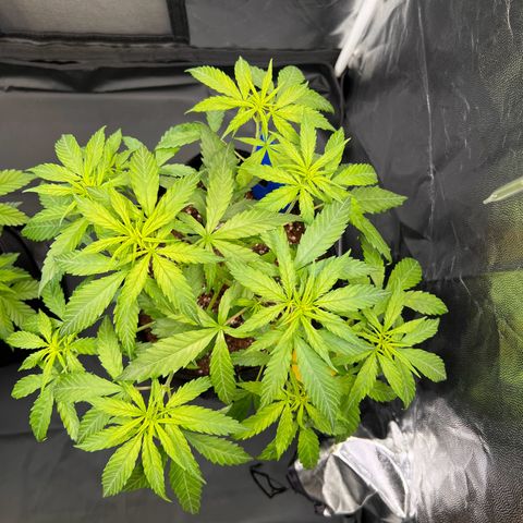 Special Queen #1 growlog photo: Special Queen #1 erholt sich gut von der Entlaubung. Leider lässt die Stammentwicklung weiterhin etwas zu wünschen übrig, könnte am zu hohen PH-Wert liegen. PH-Down ist bestellt