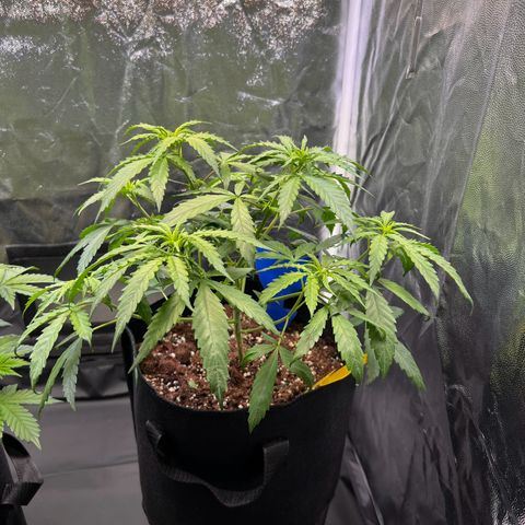 Special Queen #1 growlog photo: Special Queen #1 erholt sich gut von der Entlaubung. Leider lässt die Stammentwicklung weiterhin etwas zu wünschen übrig, könnte am zu hohen PH-Wert liegen. PH-Down ist bestellt