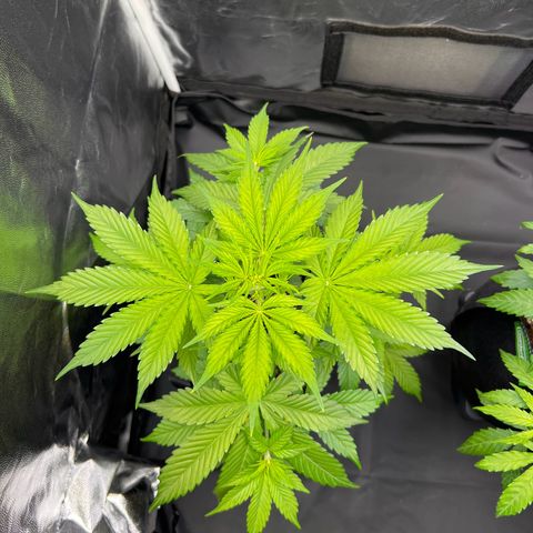 Cookies Gelato Automatic growlog photo: Habe die relativ flach wachsenden Triebe nach oben gebunden und ein paar große Fächerblätter entfernt um den Trieben mehr Licht zu geben. Bin mir noch nicht sicher wie viele Fächerblätter man entfernen kann ohne die Blütenentwicklung zu beinträchtigen.