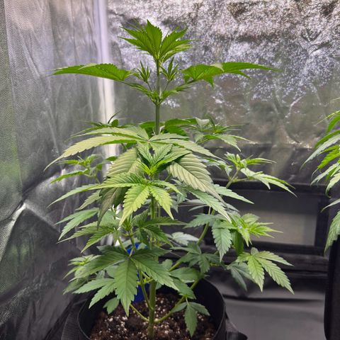 Cookies Gelato Automatic growlog photo: Habe die relativ flach wachsenden Triebe nach oben gebunden und ein paar große Fächerblätter entfernt um den Trieben mehr Licht zu geben. Bin mir noch nicht sicher wie viele Fächerblätter man entfernen kann ohne die Blütenentwicklung zu beinträchtigen.