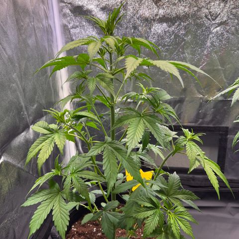 Cookies Gelato Automatic growlog photo: 2 weitere Fächerblätter entfernt, da die Seitentriebe direkt hinein gewachsen sind.