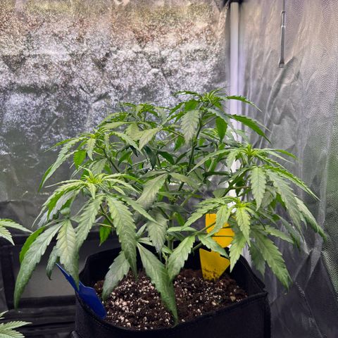 Special Queen #1 growlog photo: Wächst fröhlich weiter als Kugel, werde am Samstag den Flip auf 12/12 machen.
