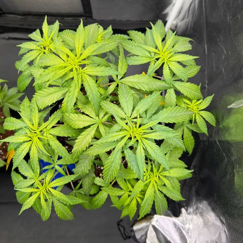 Special Queen #1 growlog photo: Wächst fröhlich weiter als Kugel, werde am Samstag den Flip auf 12/12 machen.