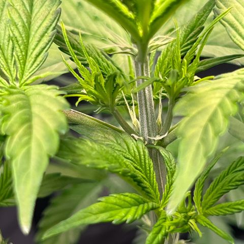 Cookies Gelato Automatic growlog photo: Zustand Blütenstände