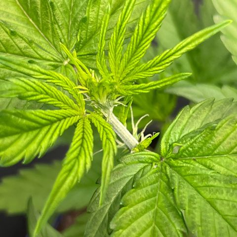 Cookies Gelato Automatic growlog photo: Zustand Blütenstände