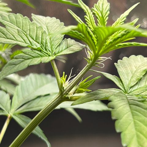 Cookies Gelato Automatic growlog photo: Zustand Blütenstände