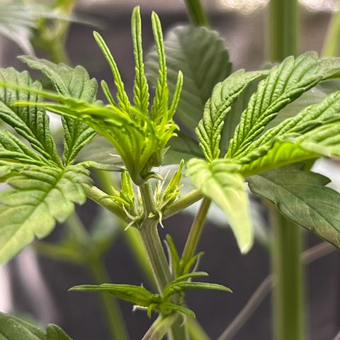 Cookies Gelato Automatic growlog photo: Zustand Blütenstände