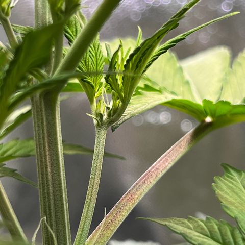 Cookies Gelato Automatic growlog photo: Zustand Blütenstände
