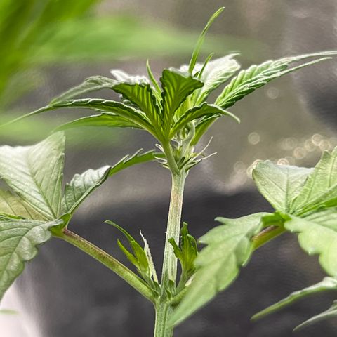 Cookies Gelato Automatic growlog photo: Zustand Blütenstände