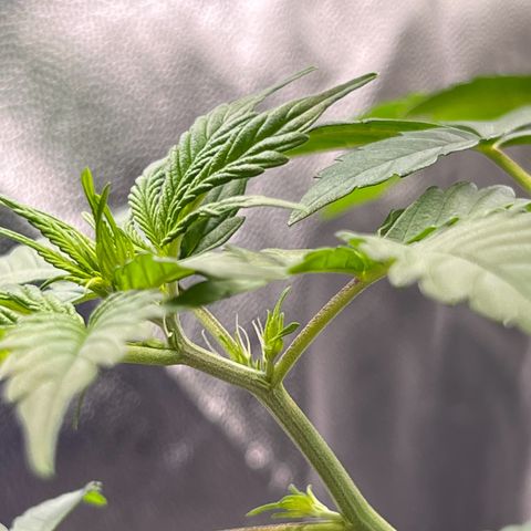 Cookies Gelato Automatic growlog photo: Zustand Blütenstände