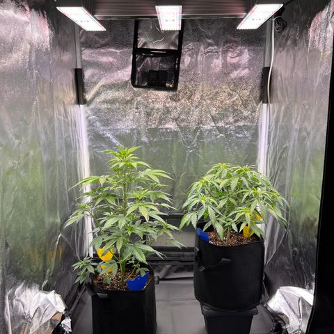 Special Queen #1 growlog timeline photo