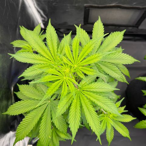 Cookies Gelato Automatic growlog timeline photo