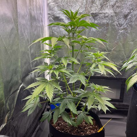 Cookies Gelato Automatic growlog timeline photo