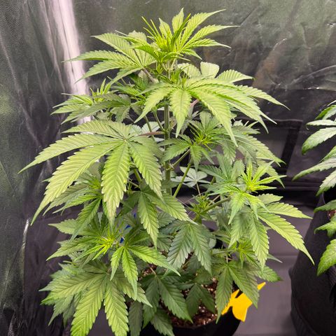 Cookies Gelato Automatic growlog timeline photo