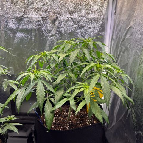 Special Queen #1 growlog timeline photo