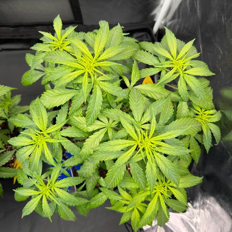 Special Queen #1 growlog timeline photo