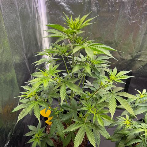 Special Queen #1 growlog timeline photo