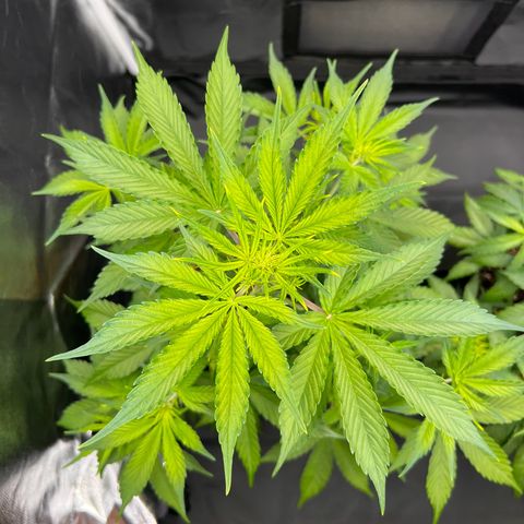 Special Queen #1 growlog timeline photo