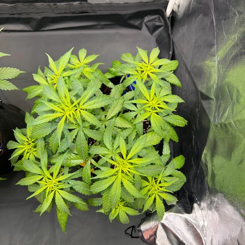 Special Queen #1 growlog timeline photo