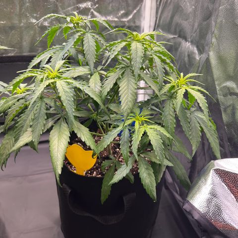 Special Queen #1 growlog timeline photo