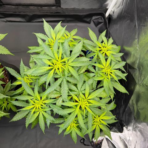 Special Queen #1 growlog photo: Stretch hatt gefühlt schon an Tag zwei begonnen, deutlich mehr Zuwachs als die letzten Tage unter 18/6
