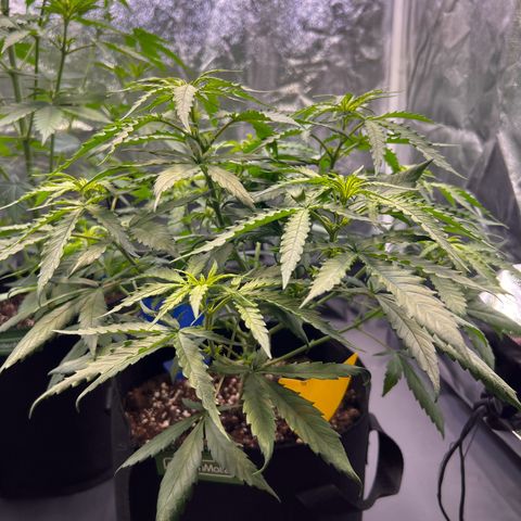 Special Queen #1 growlog photo: Stretch hatt gefühlt schon an Tag zwei begonnen, deutlich mehr Zuwachs als die letzten Tage unter 18/6