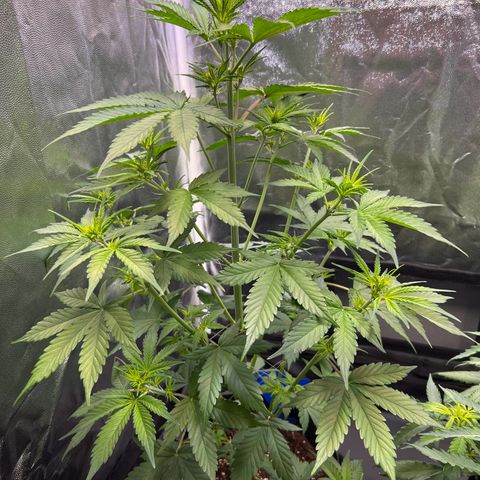 Cookies Gelato Automatic growlog photo: Wächst weiterhin ca 4 cm am Tag, Seitentriebe legen alle deutlich zu. Gegossen wird erstmal nurnoch Wasser, vermutlich leichte Überdüngung. EC vom Drain wird noch gemessen.