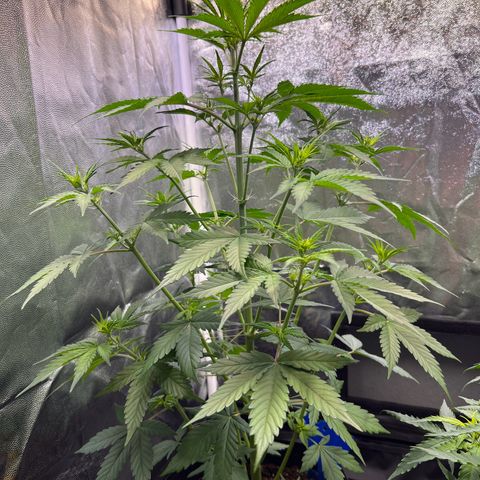 Cookies Gelato Automatic growlog photo: Wächst weiterhin ca 4 cm am Tag, Seitentriebe legen alle deutlich zu. Gegossen wird erstmal nurnoch Wasser, vermutlich leichte Überdüngung. EC vom Drain wird noch gemessen.