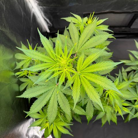 Cookies Gelato Automatic growlog photo: Wächst weiterhin ca 4 cm am Tag, Seitentriebe legen alle deutlich zu. Gegossen wird erstmal nurnoch Wasser, vermutlich leichte Überdüngung. EC vom Drain wird noch gemessen.