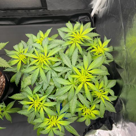 Special Queen #1 growlog timeline photo