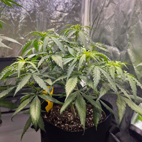Special Queen #1 growlog timeline photo