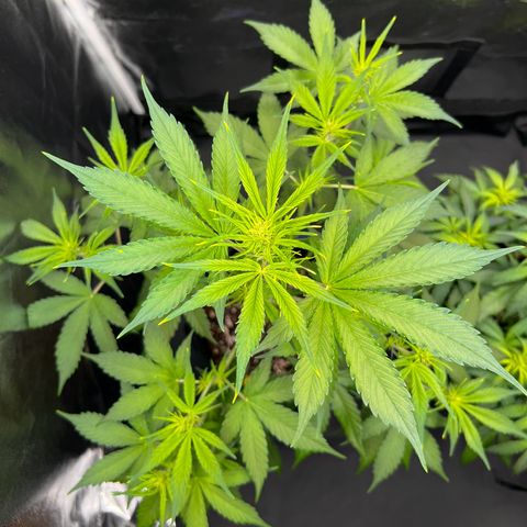 Cookies Gelato Automatic growlog timeline photo