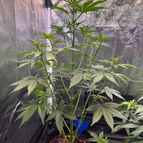 Cookies Gelato Automatic growlog timeline photo