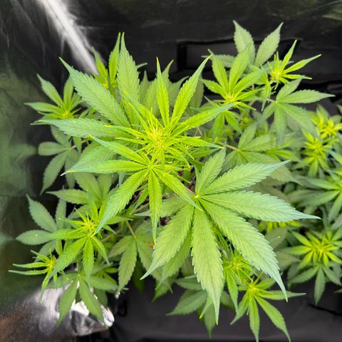 Cookies Gelato Automatic growlog timeline photo