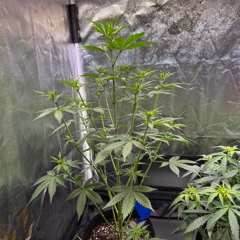 Cookies Gelato Automatic growlog timeline photo