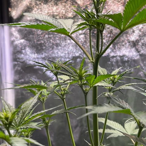Cookies Gelato Automatic growlog timeline photo
