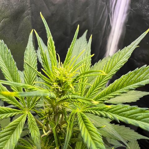 Cookies Gelato Automatic growlog timeline photo