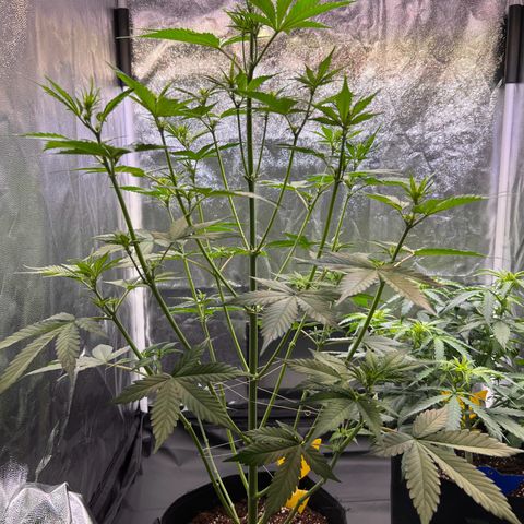 Cookies Gelato Automatic growlog timeline photo