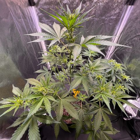Cookies Gelato Automatic growlog timeline photo