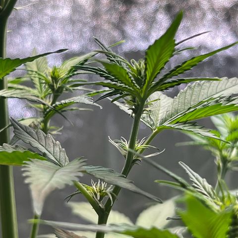 Cookies Gelato Automatic growlog timeline photo