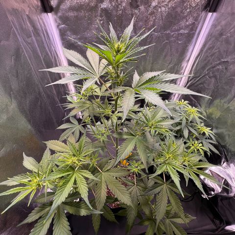 Cookies Gelato Automatic growlog timeline photo