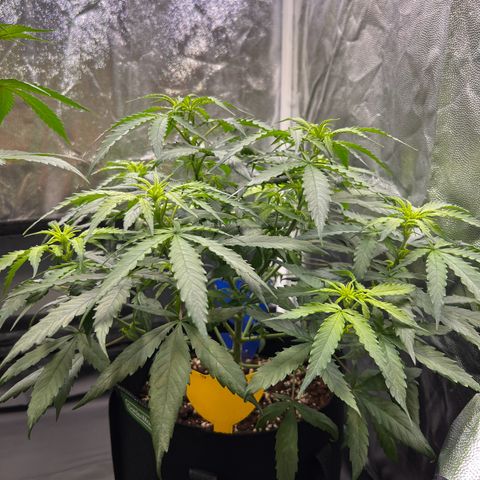 Special Queen #1 growlog timeline photo