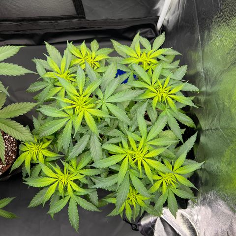 Special Queen #1 growlog timeline photo