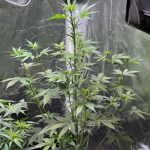 Cookies Gelato Automatic growlog timeline photo
