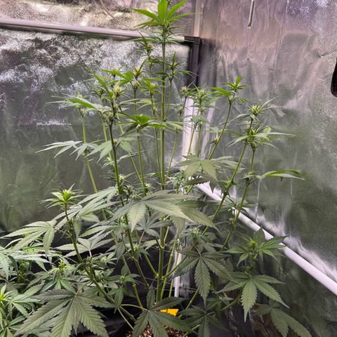 Cookies Gelato Automatic growlog timeline photo