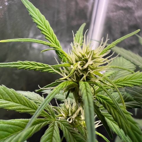 Cookies Gelato Automatic growlog timeline photo