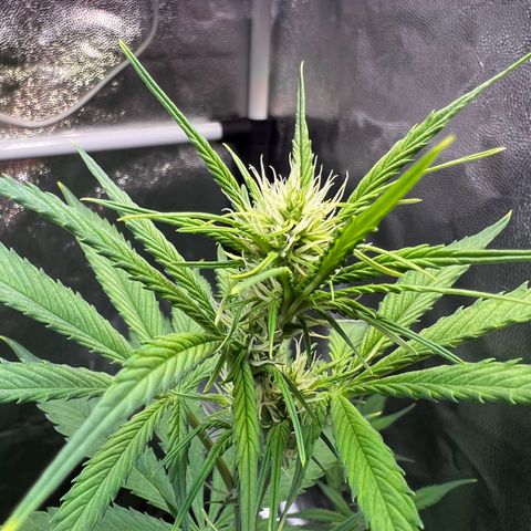 Cookies Gelato Automatic growlog timeline photo