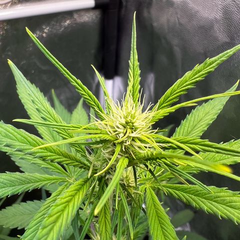 Cookies Gelato Automatic growlog timeline photo